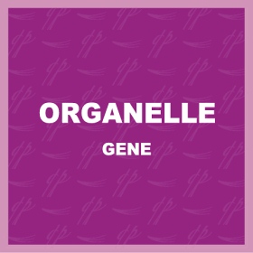 Organelle Tavă Organelle Tavă
