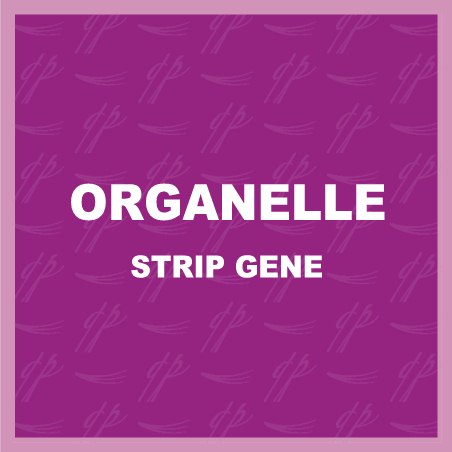 Organelle Tavă Colorat Organelle Strip