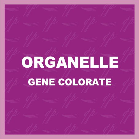 Organelle Tavă Colorat Organelle Tavă Colorat